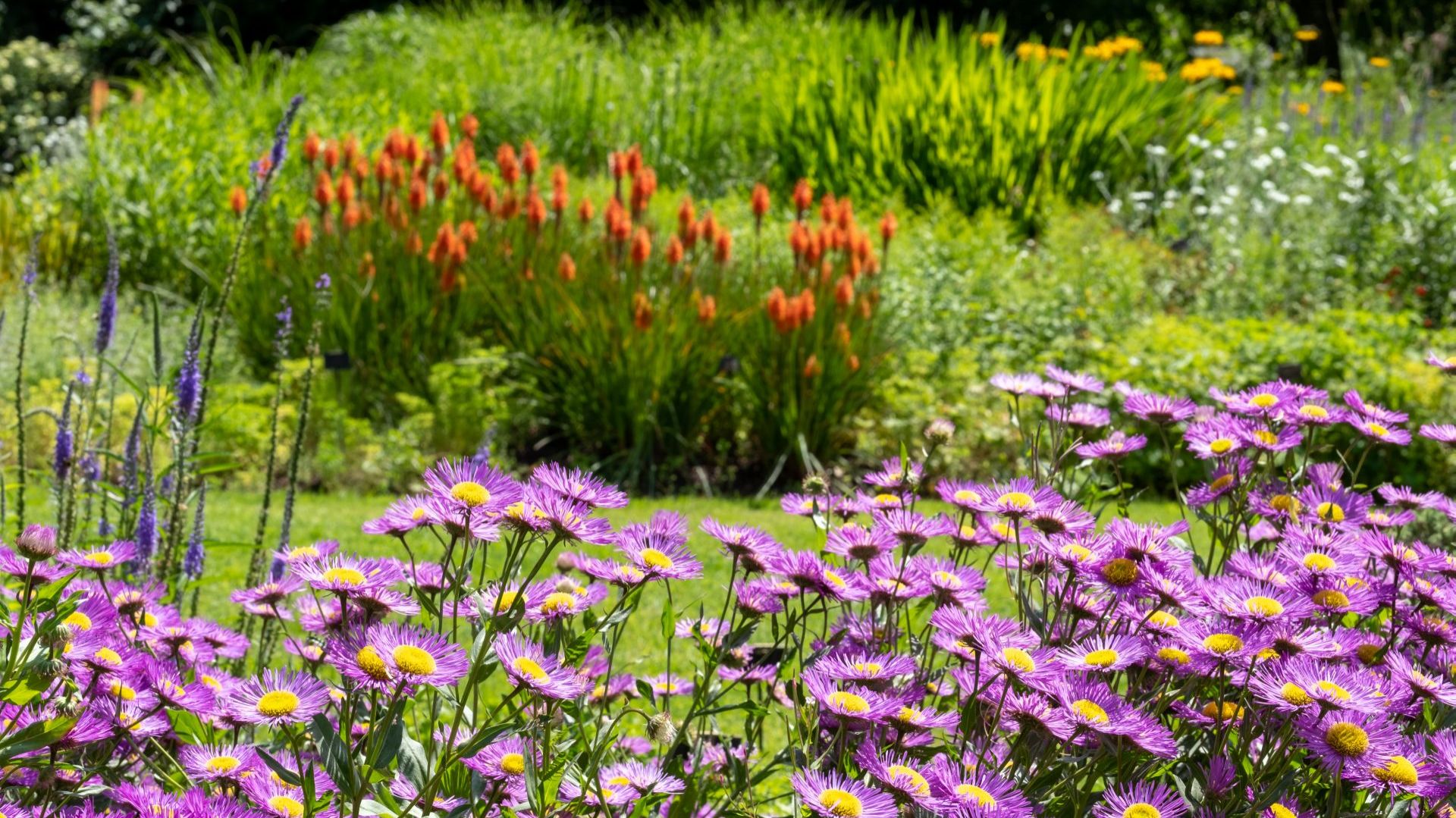 Jardín New Perennial