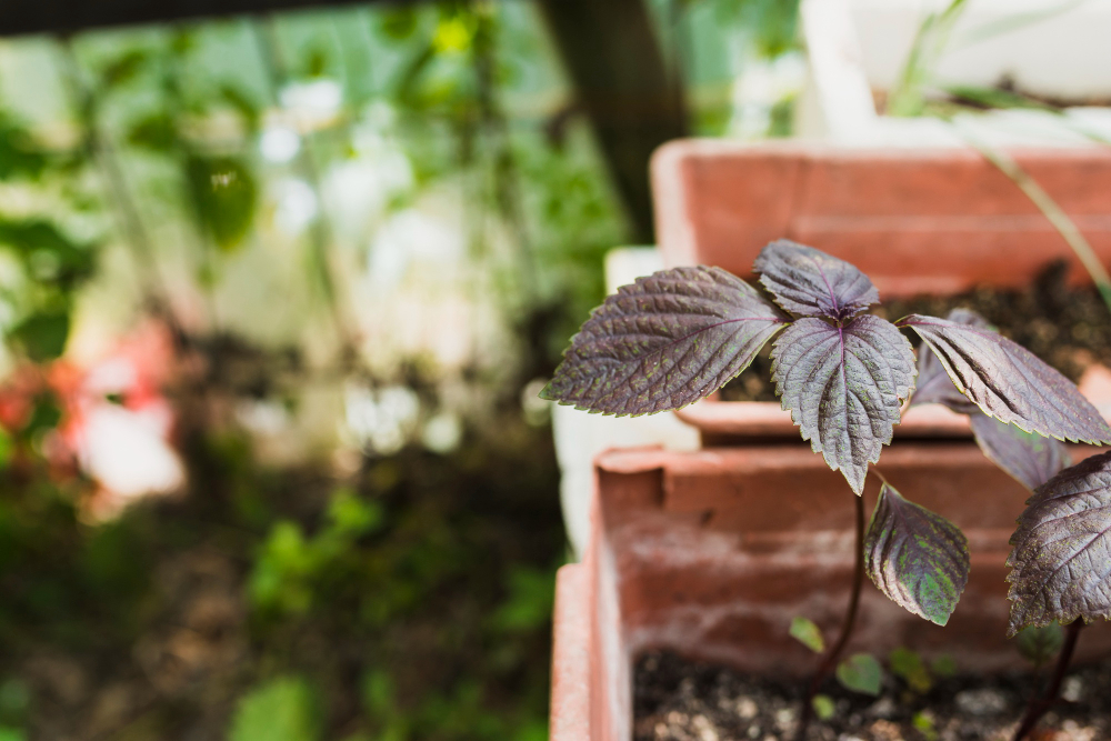 Jardines sostenibles y de bajo mantenimiento